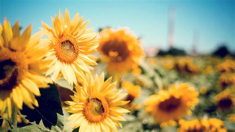 1920x1080 Sunflower Garden Laptop Full Hd 1080p Hd 4k Wallpapers