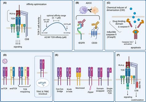 Strategies To Improve The Function And Safety Of Tcrt Cells A Tcrs