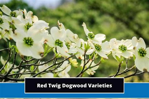 Top 14 Red Twig Dogwood Varieties (With Photos)