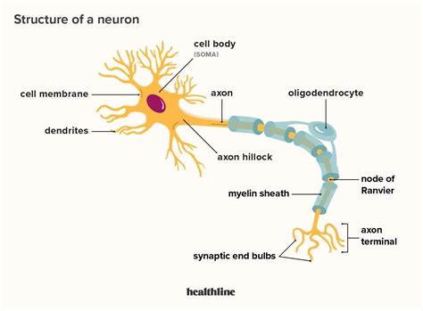 cell parts  functions diagram explained