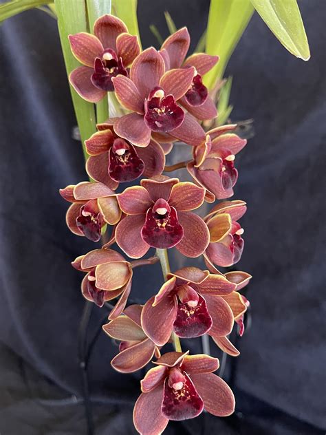 Cymbidium Heartbreak Doctor Southern Suburbs Orchid Society Inc