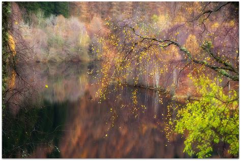 Wallpaper Sunlight Forest Nature Reflection Scotland Branch