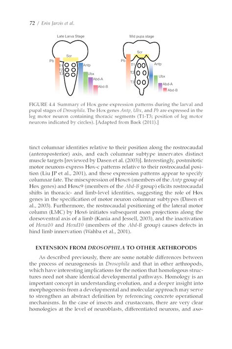 Evolving Specialization Of The Arthropod Nervous System Erin Jarvis