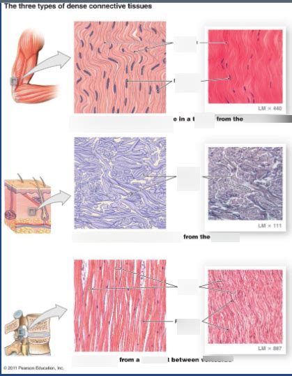 Anatomy Lab Practical Diagram Quizlet