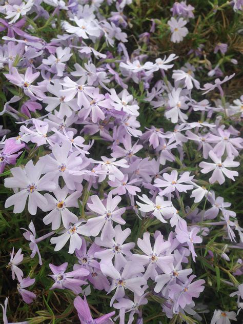 Phlox Subulata Emerald Blue Creeping Phlox Arcana Gardens And