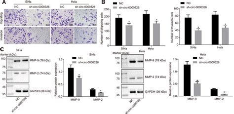 Silencing Of Circular Rna 0000326 Inhibits Cervical Cancer Cell