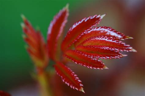 Fresh Rose Leaf Steen Jeppesen Flickr