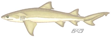 Guide To Shark Identification Carcharhiniformes