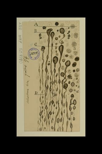 Simurg Vista Dibujo científico de Santiago Ramón y Cajal cabo