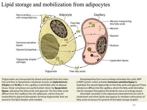 Adipose Tissue Histology Ppt