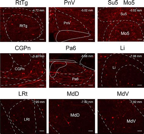 Frontiers Whole Brain Monosynaptic Outputs And Presynaptic Inputs Of