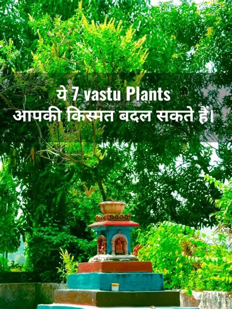 7 Vastu Plants That Attracts Prosperity And Money Larisa Realtech