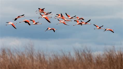 Casi la mitad de las especies migratorias del mundo están en declive