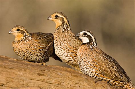 Northern Bobwhite Colinus Virginianus