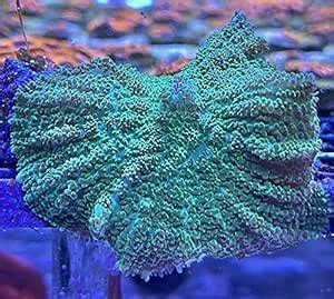 Amazon Coralslover Live Saltwater Coral Frag Green Mushroom