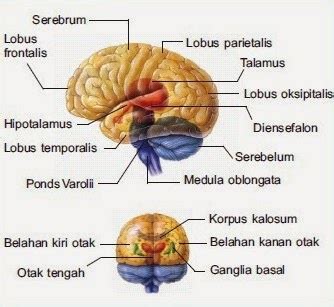 Biology Insight Sistem Saraf Pusat