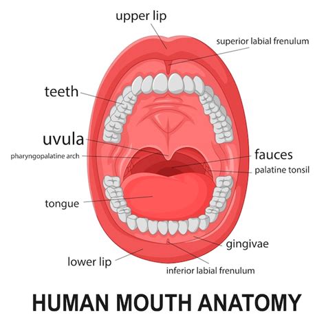 Anatomie Des Menschlichen Mundes Offener Mund Mit Dem Erklären