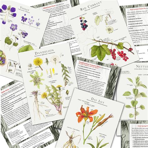 Plant Identification Recipe Note Card — Foraging And Feasting