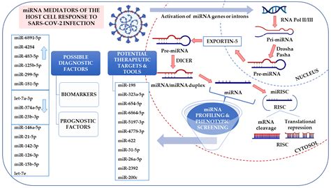 Ijms Free Full Text Anti Sars Cov 2 Strategies And The Potential