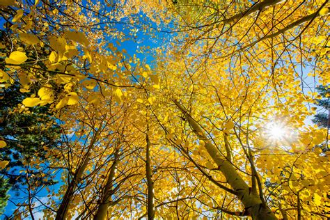 Banco de imagens árvore floresta ramo plantar luz solar folha