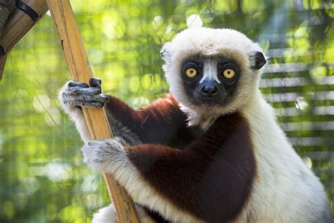 Ring Tailed Lemur The Houston Zoo