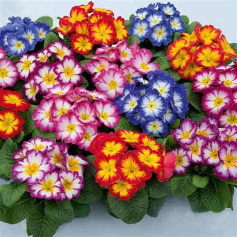 Flower seeds Primrose Pioneer F1 Packing 10 pieces Color | Etsy