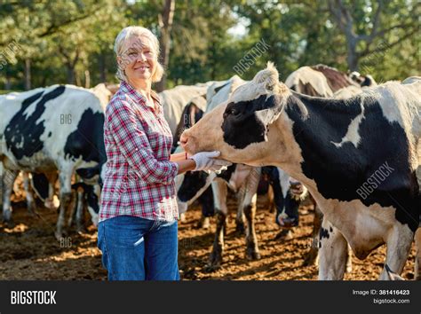 Farmer Woman On Cow Image And Photo Free Trial Bigstock