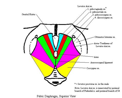 Anatomy Pelvis Renal Pathomnemonics Collection Of Medical Mnemonics