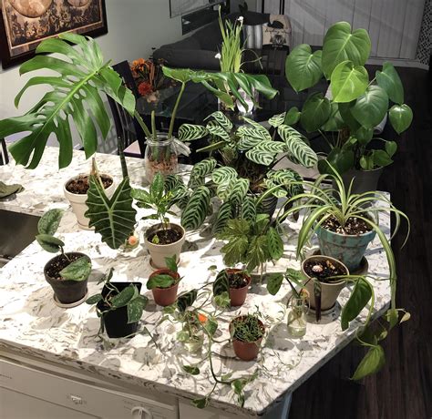 Craigslist Haul - Some Tropical Plants to Counter the Winter Weather