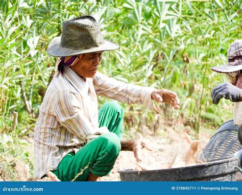 Cassava Farmer Thai Farmers Harvest Cassava In The Countryside Of