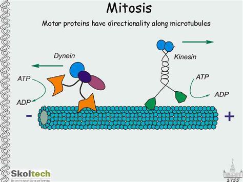 MSU Skol Tech Mitosis Mitosis Cell