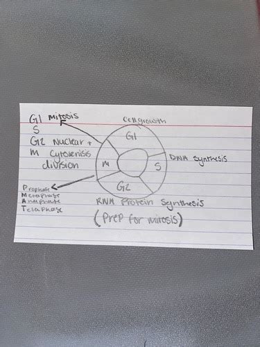 1st Path Exam Flashcards Quizlet