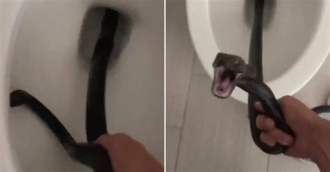 VÍDEO Mulher leva enorme susto ao encontrar cobra saindo de dentro do