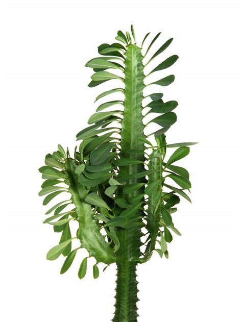 African Milk Tree Care Problems Euphorbia Trigona Mod And Mint