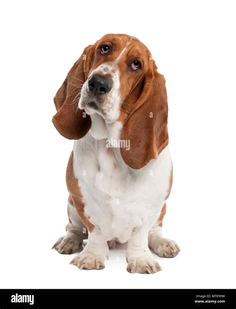 Basset Hound 1 Jahr Alt Hush Puppy Vor Einem Weißen Hintergrund