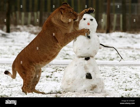 Winter Weather Jan 14th 2015 Stock Photo Alamy