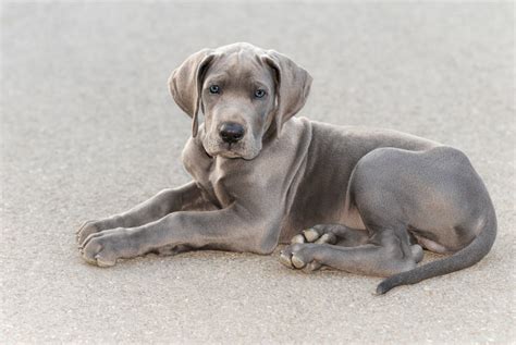 Great Dane Dog Breed Information & Characteristics