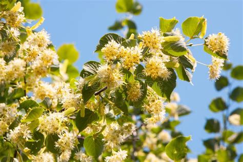 Blooming Linden Tree Stock Photo Image Of Nature Background 129628186