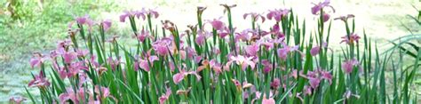 Louisiana Iris Garden