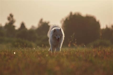 Premium Photo | A white dog in a field with a sunset in the background