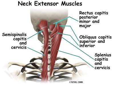 Improving Neck Strength: Don't Forget The Deep Cervical Extensors! - [P ...