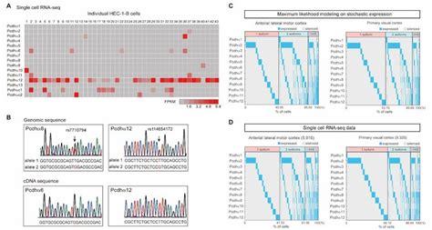 Figure S Stochastic And Monoallelic Expression Of Pcdh Genes In