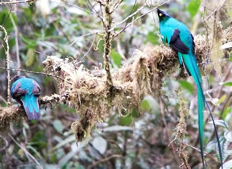 Most Beautiful Birds: A Birdwatcher's Guide | Jonathan R. Cammidge