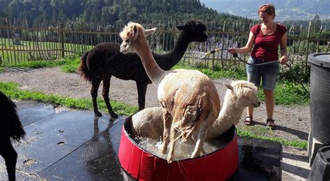 Tiergest Tzte Therapie P Dagogik Aktivit Ten Mit Alpakas Und Lamas