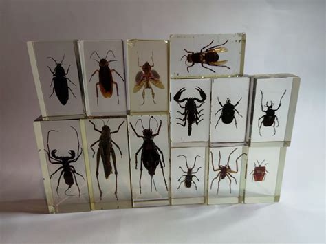 Insects In Resin Blocks Industrial Resin Polyester Catawiki