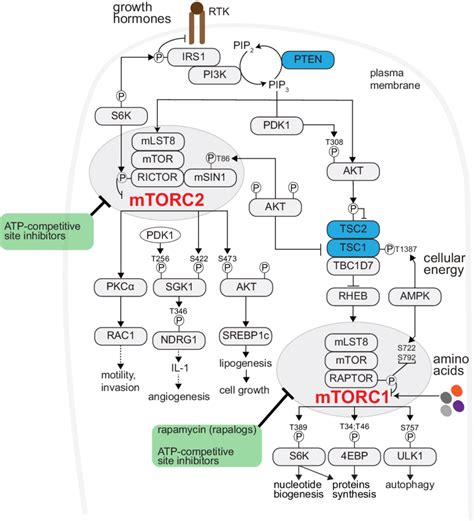 Mtor Signaling Promotes Anabolism Receptor Tyrosine Kinases