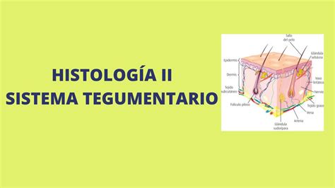 Histolog A Sistema Tegumentario Futuro Doctor Udocz