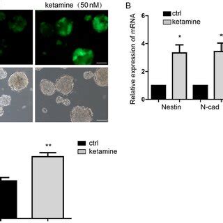 Ketamine Promotes Neural Differentiation A Gfp Indicated The Sox