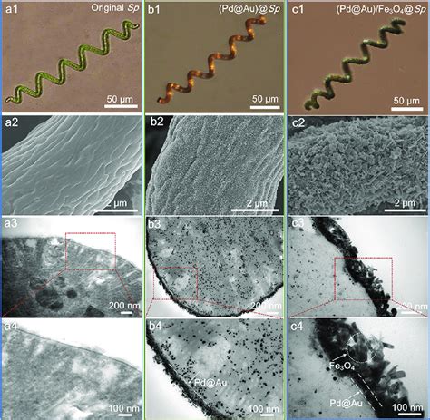 Optical Sem And Tem Images And Corresponding Enlarged View Of