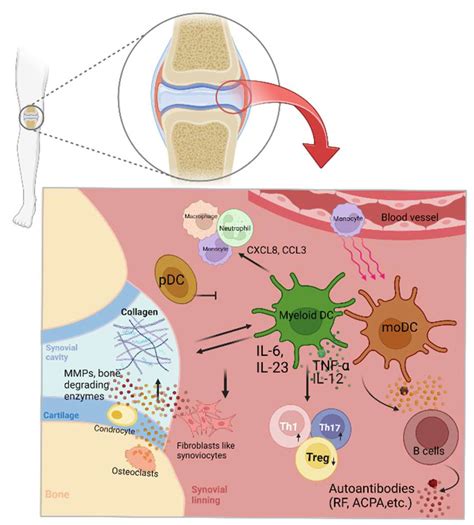 Ijms Free Full Text Regulation Of Myeloid Dendritic Cells By